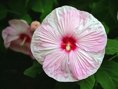 Hibiscus