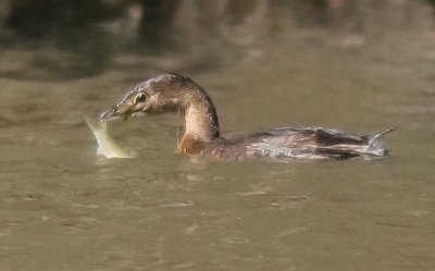 Grebe with Fish