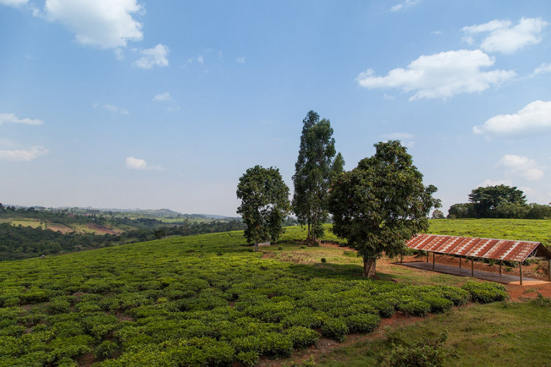 UGANDA093.jpg