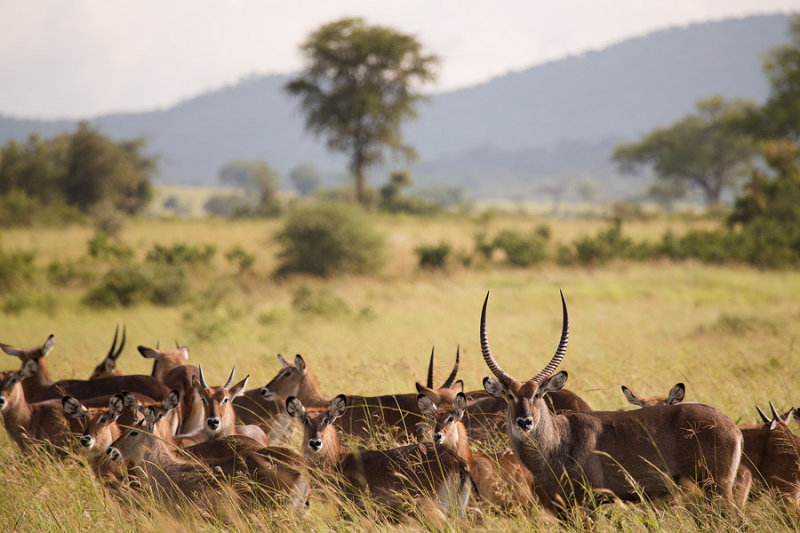 SAFARI009.jpg