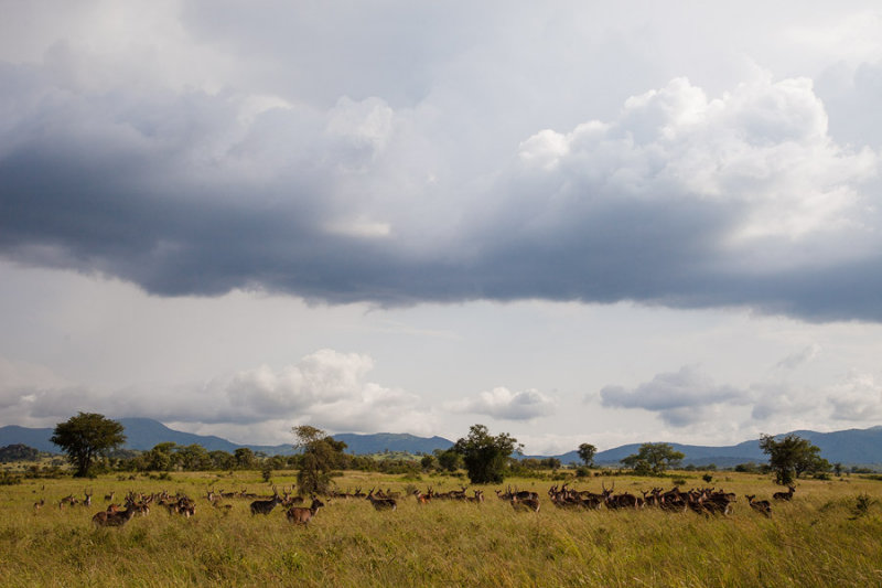 SAFARI010.jpg