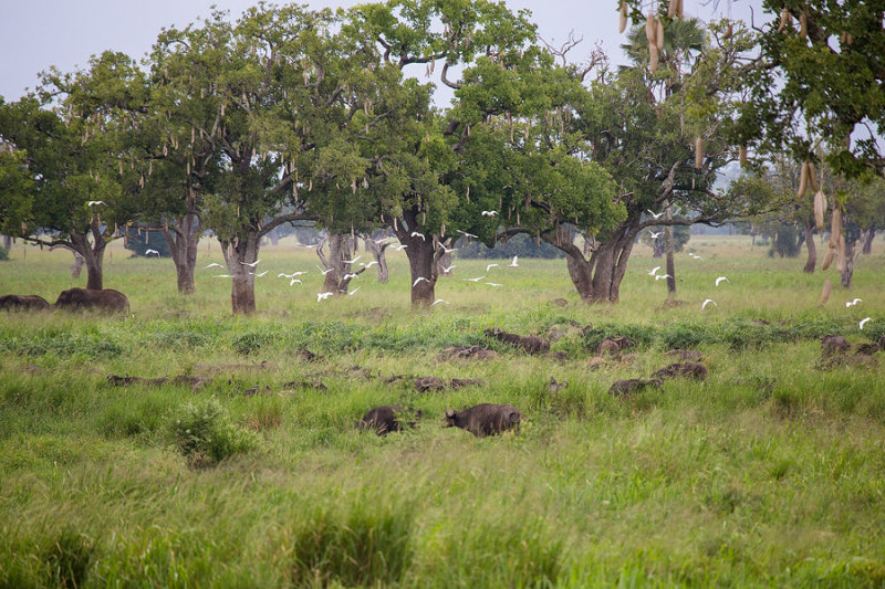 SAFARI016.jpg