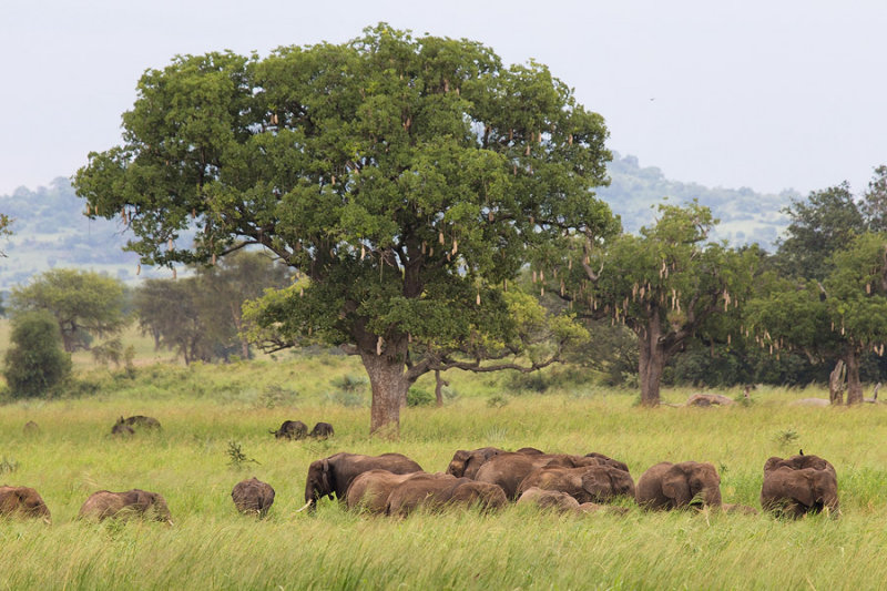 SAFARI017.jpg