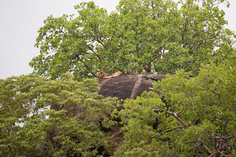 SAFARI021.jpg