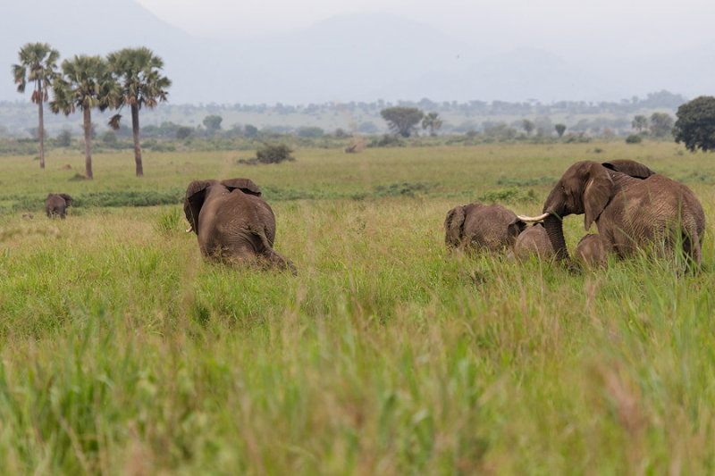 SAFARI025.jpg