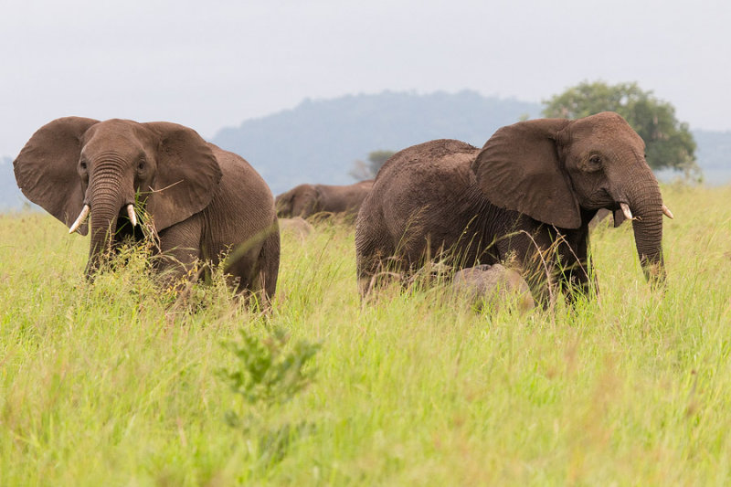 SAFARI026.jpg