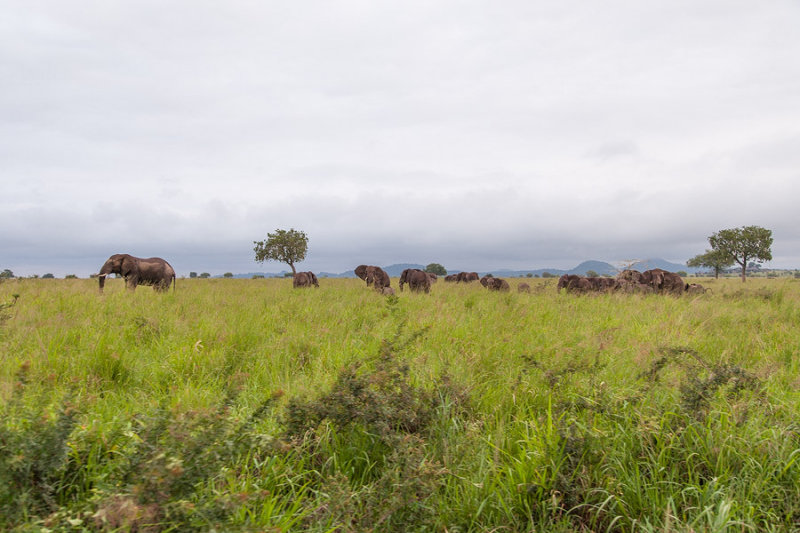 SAFARI028.jpg
