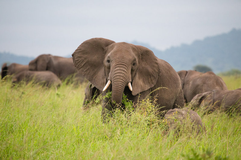 SAFARI030.jpg