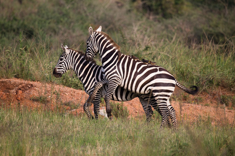 SAFARI042.jpg