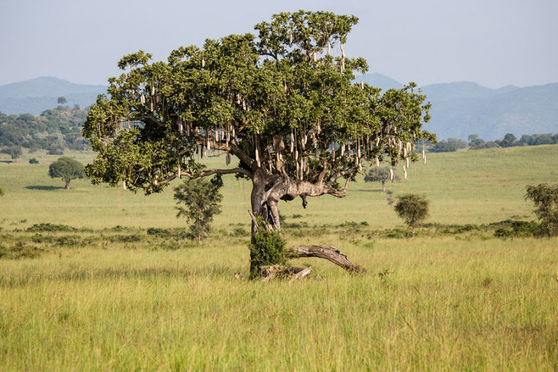 SAFARI046.jpg