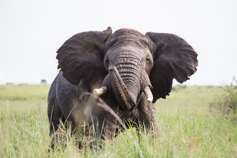 SAFARI054.jpg