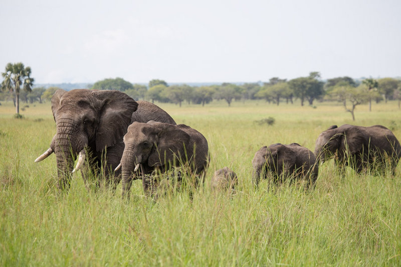 SAFARI059.jpg