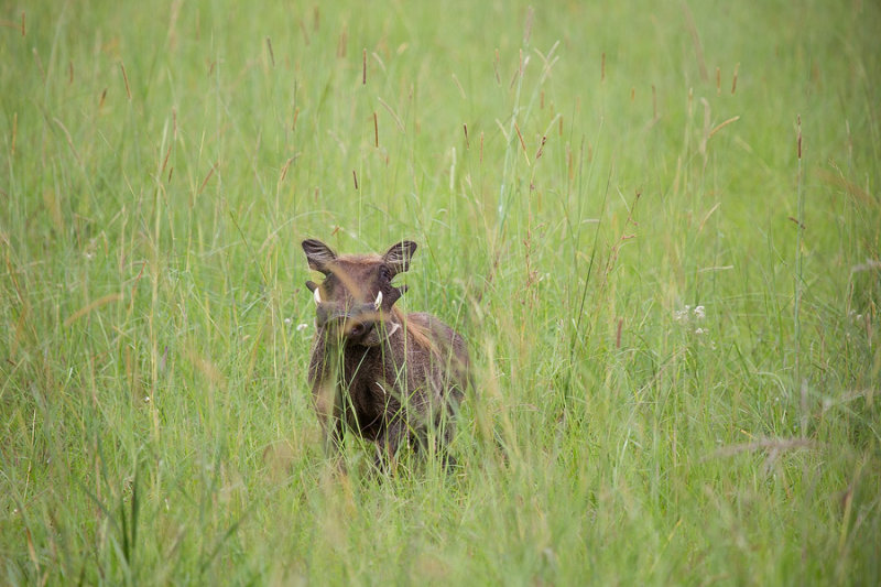 SAFARI062.jpg