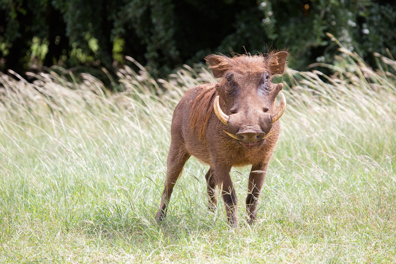 SAFARI068.jpg