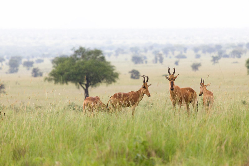 SAFARI071.jpg