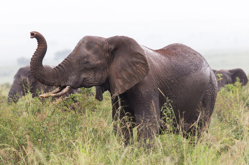 SAFARI082.jpg