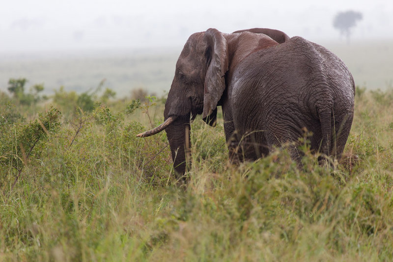 SAFARI083.jpg