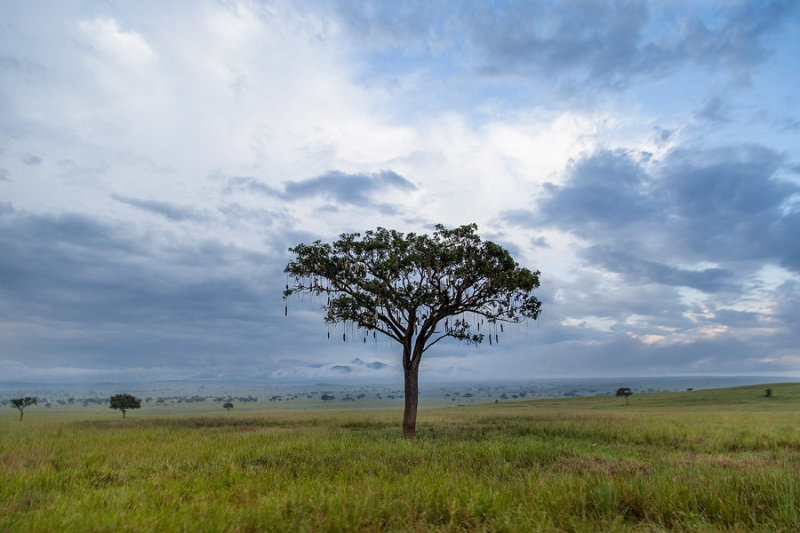 SAFARI087.jpg