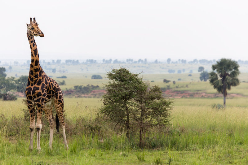 SAFARI107.jpg