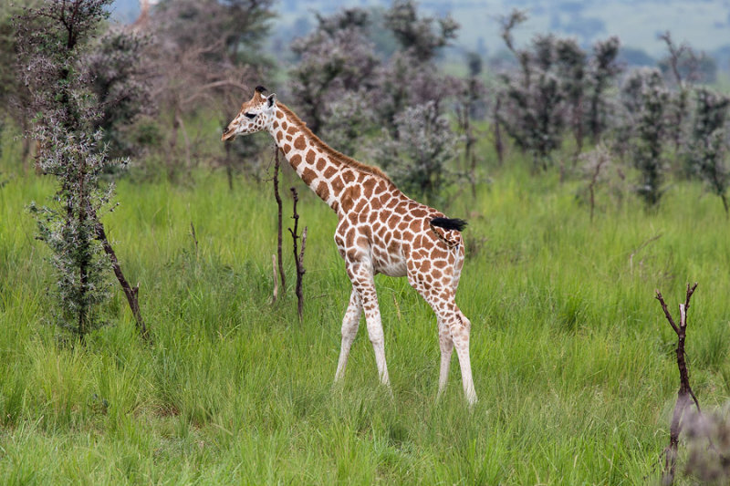 SAFARI109.jpg