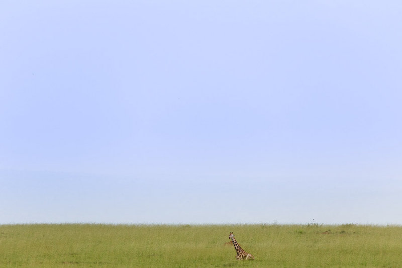 SAFARI112.jpg
