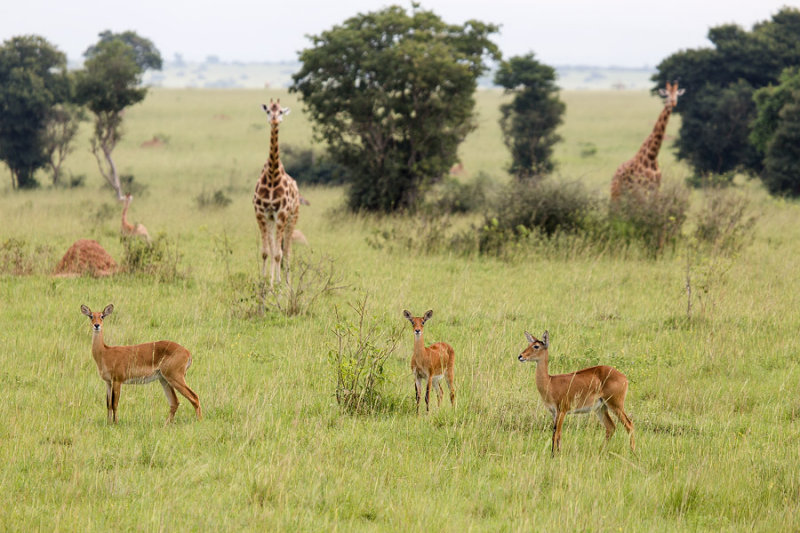 SAFARI113.jpg