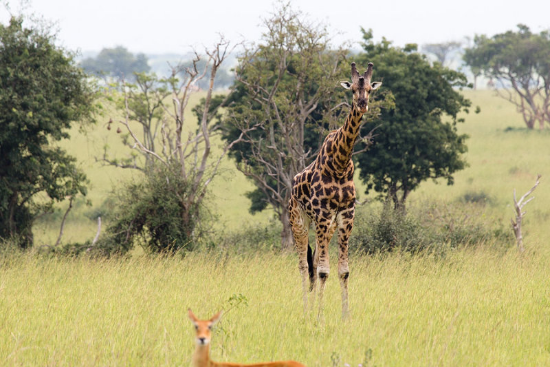 SAFARI114.jpg