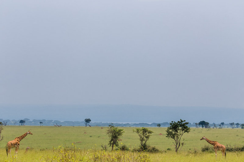 SAFARI116.jpg