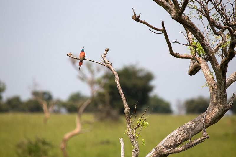 SAFARI119.jpg