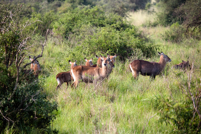 SAFARI120.jpg