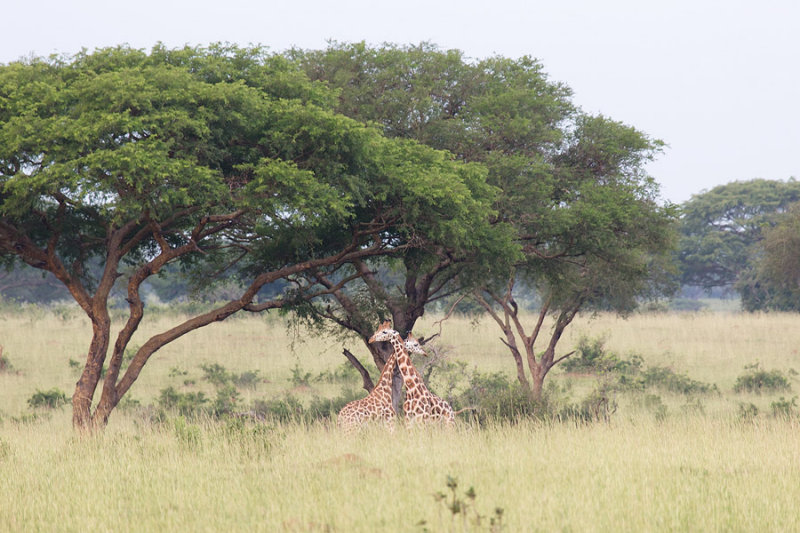SAFARI133.jpg