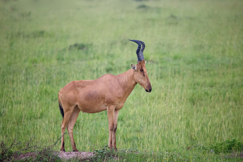 SAFARI142.jpg