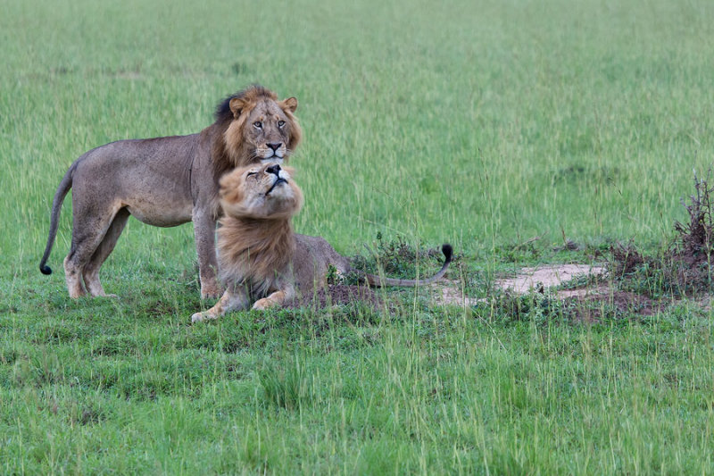 SAFARI147.jpg