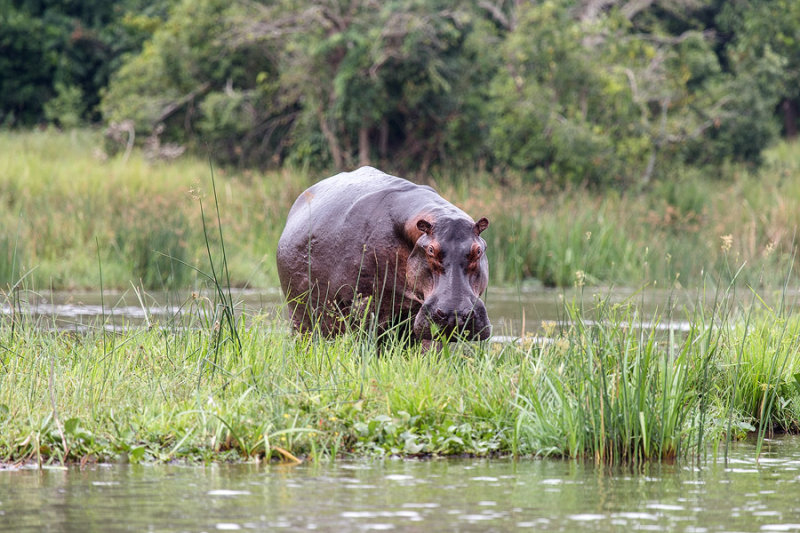 SAFARI160.jpg