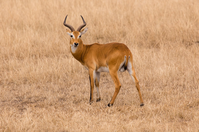 SAFARI222.jpg