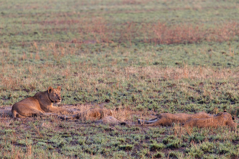 SAFARI281.jpg