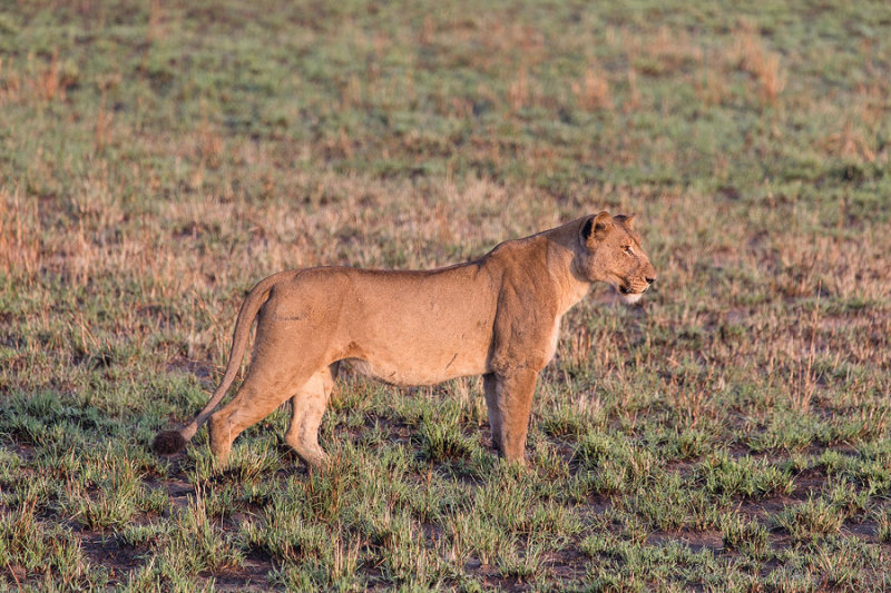 SAFARI283.jpg
