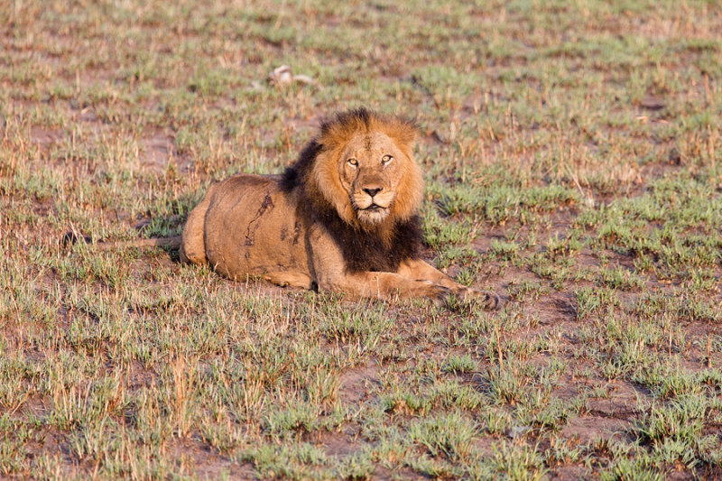 SAFARI286.jpg