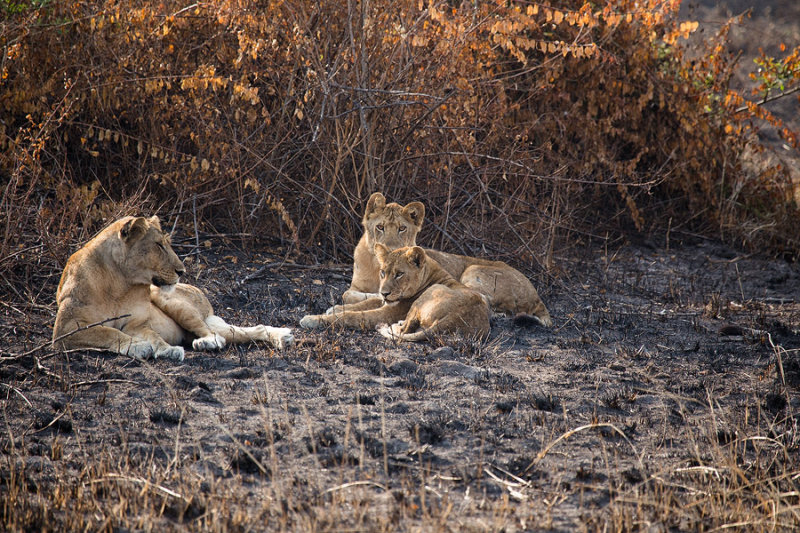 SAFARI298.jpg