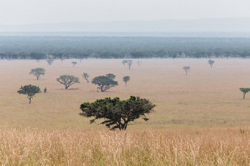 SAFARI305.jpg