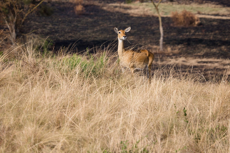 SAFARI306.jpg