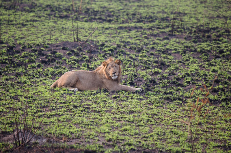 SAFARI316.jpg