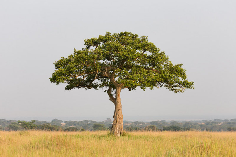 SAFARI334.jpg