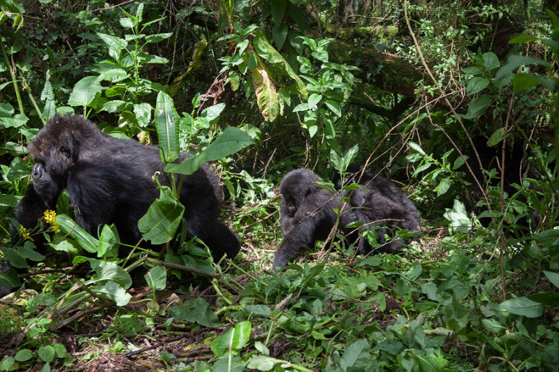 GORILLA009.jpg