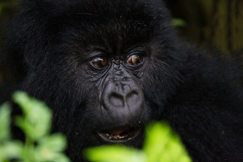 GORILLA017.jpg