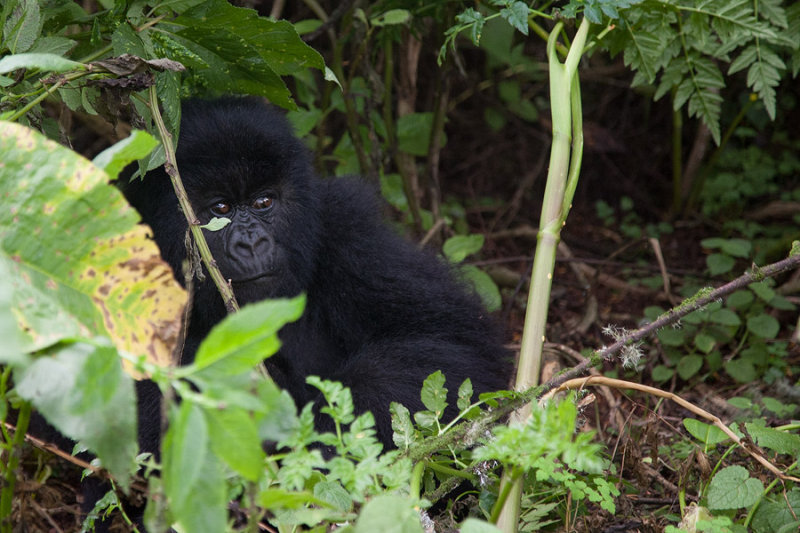 GORILLA019.jpg