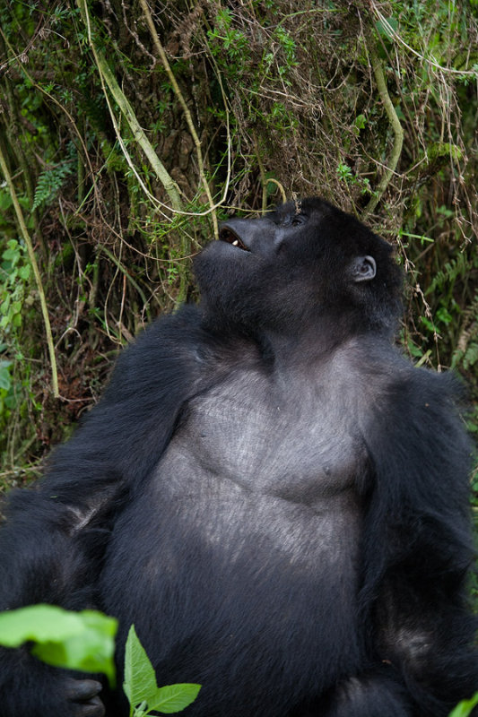 GORILLA020.jpg