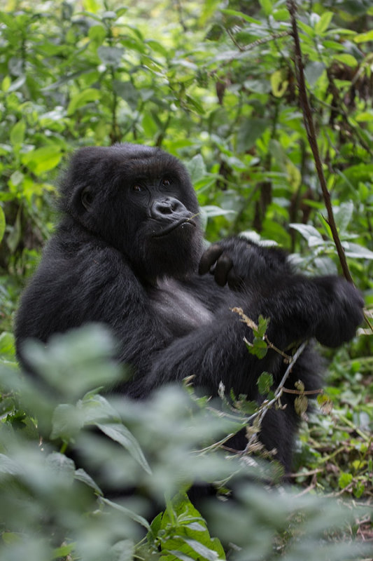 GORILLA024.jpg
