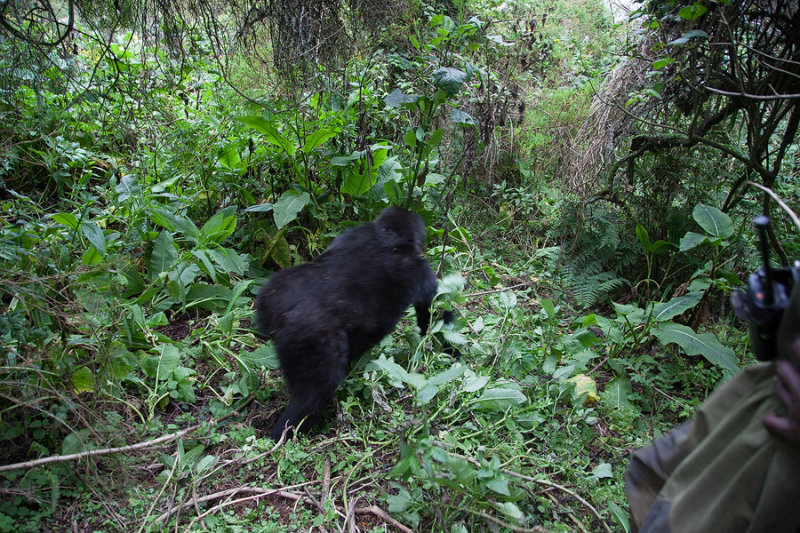 GORILLA028.jpg