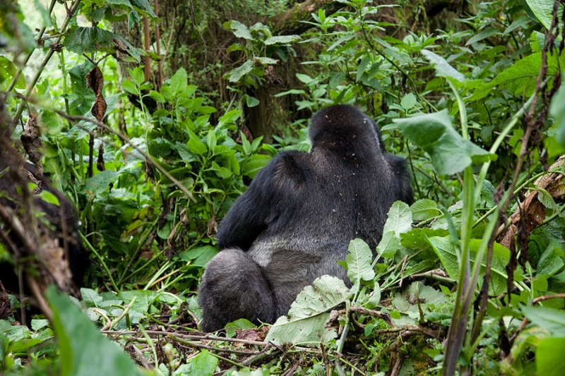 GORILLA030.jpg